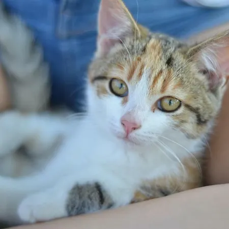 Ampflwang * Ampflwang im Hausruckwald