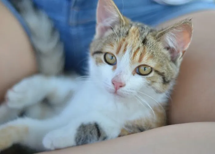 Ferienhaus Ampflwang * Ampflwang im Hausruckwald